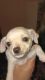 Chihuahua Puppies for sale in Augusta, Maine. price: $700