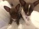 Chihuahua Puppies for sale in Bribie Island, Queensland. price: $1,800