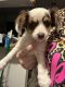 Chihuahua Puppies for sale in Tampa, Florida. price: $600