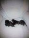 Chihuahua Puppies for sale in Snyder, Texas. price: $250