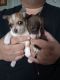 Chihuahua Puppies for sale in York, Nebraska. price: $600
