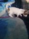 Chihuahua Puppies for sale in Watertown, NY 13601, USA. price: $450