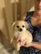 Chihuahua Puppies for sale in Emerald, Queensland. price: NA
