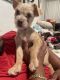 Chihuahua Puppies for sale in Plantation, FL, USA. price: $450