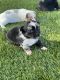 Chihuahua Puppies for sale in Arlington, Texas. price: $500