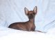 Chihuahua Puppies for sale in Round Rock, TX, USA. price: $750