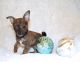 Chihuahua Puppies for sale in Round Rock, TX, USA. price: $550
