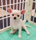 Chihuahua Puppies for sale in Davison, Michigan. price: $2,000