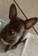Chihuahua Puppies for sale in Bribie Island, Queensland. price: $1,900