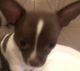 Chihuahua Puppies for sale in Bribie Island, Queensland. price: $1,600