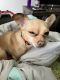 Chihuahua Puppies for sale in Newport, Rhode Island. price: $200
