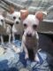 Chihuahua Puppies for sale in Corfu, New York. price: $1,000