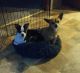 Chihuahua Puppies for sale in Goodhue, Minnesota. price: $800