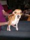 Chihuahua Puppies for sale in Vian, Oklahoma. price: NA