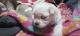 Chihuahua Puppies for sale in Monticello, Kentucky. price: $600