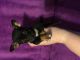 Chihuahua Puppies for sale in Noblesville, IN, USA. price: NA
