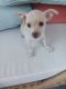 Chihuahua Puppies for sale in Myrtle Beach, South Carolina. price: $400
