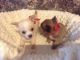 Chihuahua Puppies for sale in Anaheim, CA, USA. price: NA