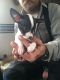 Chihuahua Puppies for sale in Bemidji, MN 56601, USA. price: $200