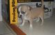 Chihuahua Puppies for sale in East Los Angeles, CA, USA. price: NA
