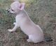 Chihuahua Puppies for sale in Honolulu, HI, USA. price: NA