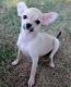 Chihuahua Puppies for sale in Lincoln, NE, USA. price: NA