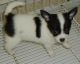 Chihuahua Puppies for sale in Minneapolis, MN, USA. price: NA
