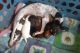 Chihuahua Puppies for sale in Akron, OH, USA. price: NA