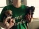 Chihuahua Puppies for sale in Irving, TX, USA. price: NA