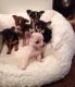 Chihuahua Puppies for sale in Retsof, NY 14533, USA. price: NA
