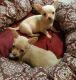 Chihuahua Puppies for sale in Miami Gardens, FL, USA. price: NA