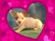 Chihuahua Puppies for sale in Marlow, OK 73055, USA. price: $400