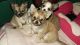 Chihuahua Puppies for sale in Port St Lucie, FL, USA. price: NA