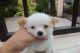 Chihuahua Puppies for sale in Mt Pleasant, PA 15666, USA. price: NA