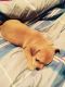 Chihuahua Puppies for sale in Cartersville, GA, USA. price: NA