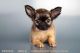 Chihuahua Puppies for sale in Chula Vista, CA, USA. price: NA