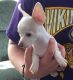 Chihuahua Puppies for sale in Lake Stevens, WA 98258, USA. price: NA