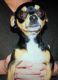 Chihuahua Puppies for sale in Lake Stevens, WA 98258, USA. price: NA