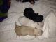 Chihuahua Puppies for sale in Georgetown, TX, USA. price: $200