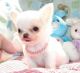 Chihuahua Puppies for sale in Boulder, CO, USA. price: NA