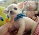 Chihuahua Puppies for sale in Anaheim, CA, USA. price: $510
