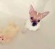 Chihuahua Puppies for sale in Denton, TX, USA. price: NA
