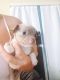 Chihuahua Puppies for sale in Jacksonville, NC, USA. price: NA