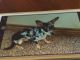 Chihuahua Puppies for sale in Grand Junction, CO, USA. price: $1,200