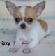 Chihuahua Puppies for sale in Oak Park, MI 48237, USA. price: NA
