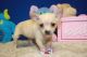 Chihuahua Puppies for sale in Elizabeth, NJ, USA. price: NA