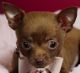 Chihuahua Puppies for sale in Benton, LA 71006, USA. price: $500