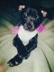 Chihuahua Puppies for sale in Waterbury, CT, USA. price: $500