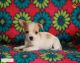 Chihuahua Puppies for sale in Acequia, ID 83350, USA. price: NA