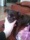 Chihuahua Puppies for sale in Grand Prairie, TX, USA. price: NA